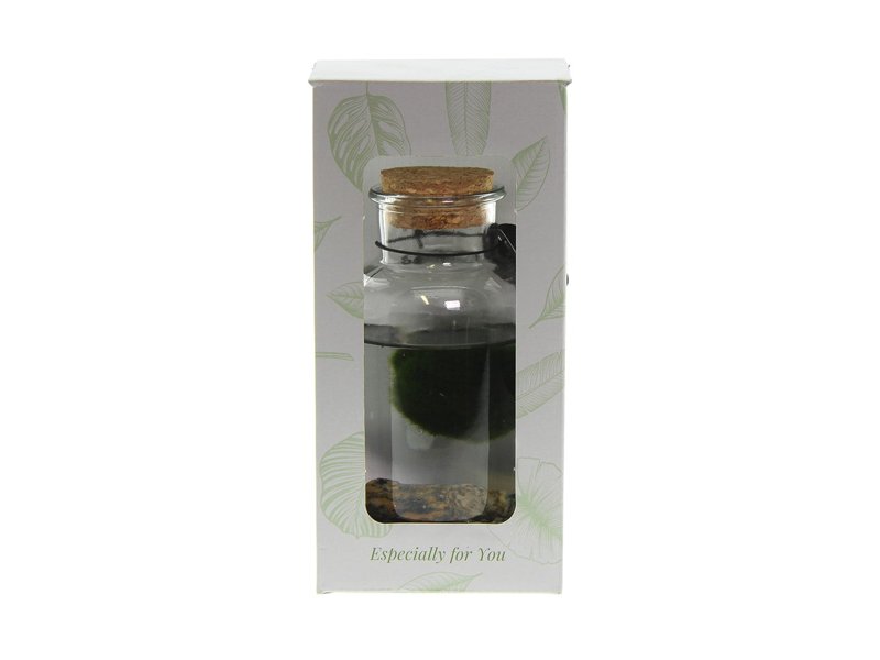 Marimo moss balls - bottle medium Marimo moss balls - bottle medium