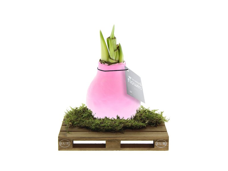 No Water Flowers® - Waxz® on pallet No Water Flowers® - Waxz® on pallet