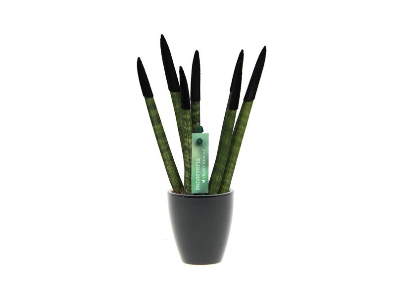 Sansevieria Topline® - Velvet Touchz® small Sansevieria Topline® - Velvet Touchz® small