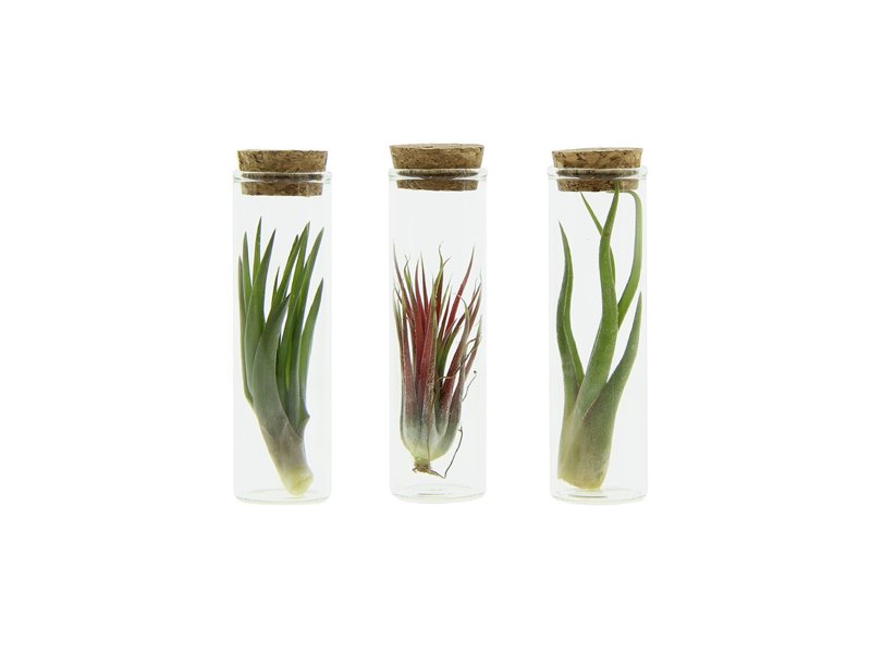 Luchtplantje in glazen flesje - small Luchtplantje in glazen flesje - small