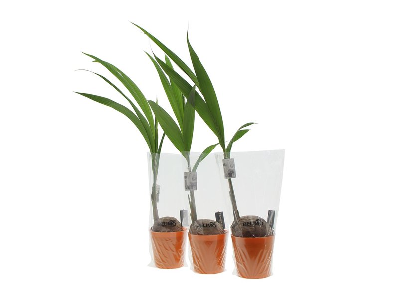 Ontdek de Pracht van GreenBrandingz Kokospalmen | Totziens Promotions Ontdek de Pracht van GreenBrandingz Kokospalmen | Totziens Promotions