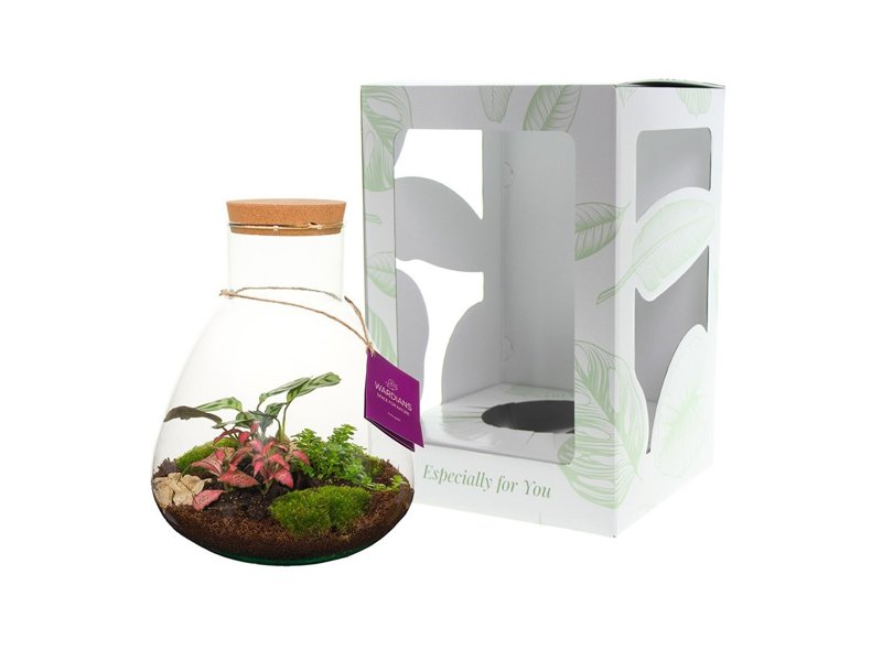 Wardians® ecosysteem - Erlenmeyer large Wardians® ecosysteem - Erlenmeyer large