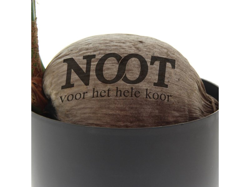 Ontdek de Pracht van GreenBrandingz Kokospalmen | Totziens Promotions Ontdek de Pracht van GreenBrandingz Kokospalmen | Totziens Promotions