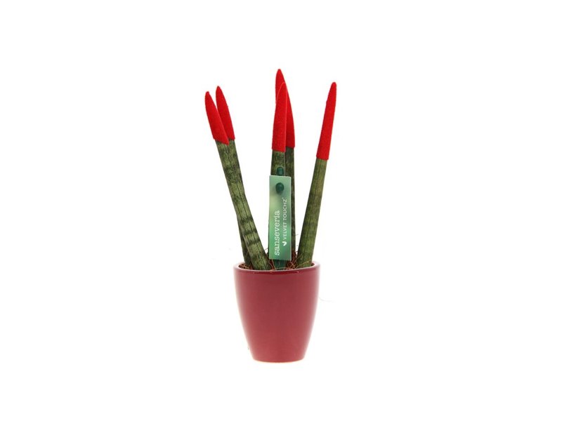 Sansevieria Topline® - Velvet Touchz® small Sansevieria Topline® - Velvet Touchz® small
