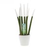 Sansevieria Topline® - Velvet Touchz® medium Sansevieria Topline® - Velvet Touchz® medium