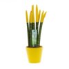 Sansevieria Topline® - Velvet Touchz® medium Sansevieria Topline® - Velvet Touchz® medium