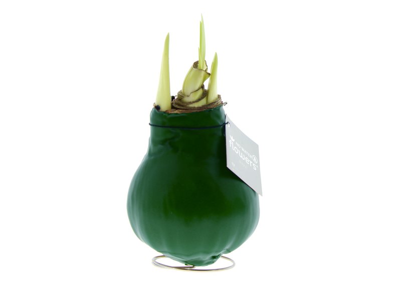 No Water Flowers® - Waxz® Colours No Water Flowers® - Waxz® Colours