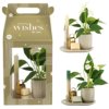 Aromatic Christmas Giftset large - Elegant Anthurium Aromatic Christmas Giftset large - Elegant Anthurium