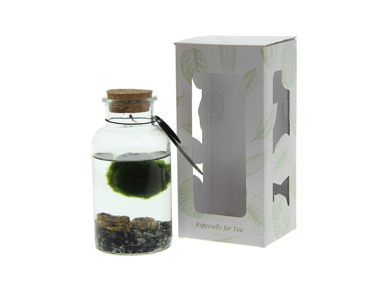 Marimo moss balls - bottle medium Marimo moss balls - bottle medium