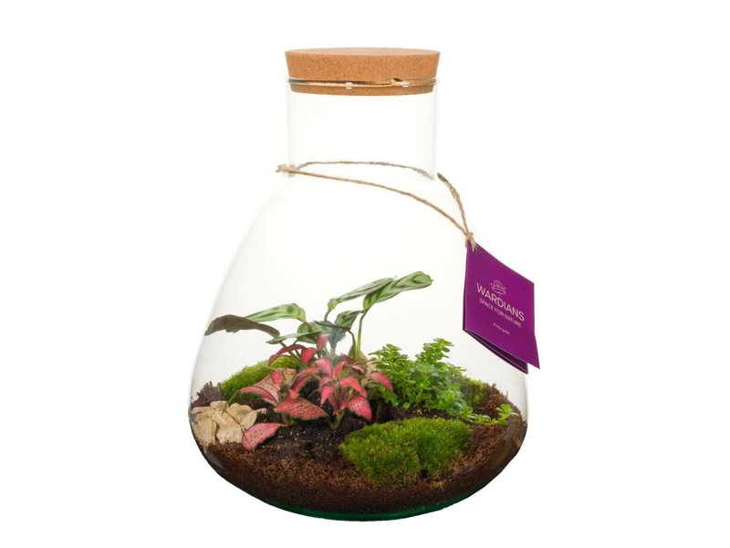 Wardians® ecosysteem - Erlenmeyer large