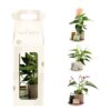 Aromatic Giftset small - Elegant Anthurium Aromatic Giftset small - Elegant Anthurium