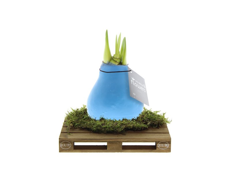 No Water Flowers® - Waxz® on pallet No Water Flowers® - Waxz® on pallet