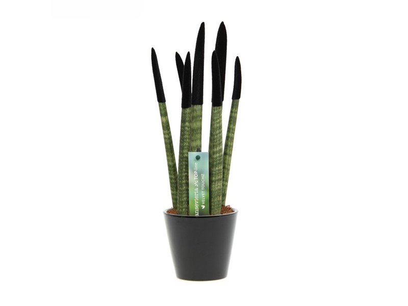 Sansevieria Topline® - Velvet Touchz® medium Sansevieria Topline® - Velvet Touchz® medium