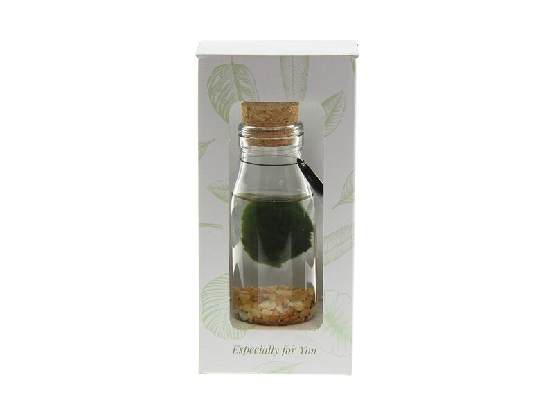 Marimo moss balls - bottle small Marimo moss balls - bottle small