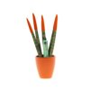 Sansevieria Topline® - Velvet Touchz® small Sansevieria Topline® - Velvet Touchz® small