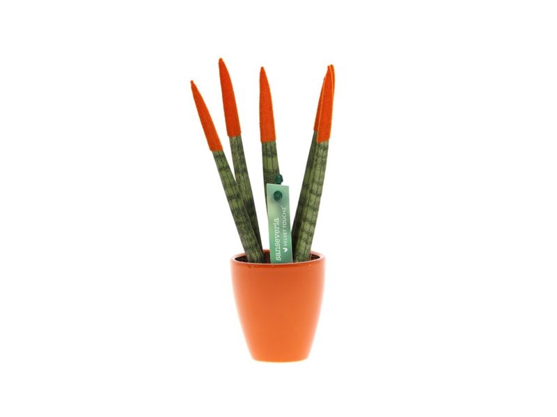 Sansevieria Topline® - Velvet Touchz® small Sansevieria Topline® - Velvet Touchz® small
