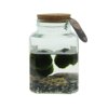 Marimo moss balls - octogoon