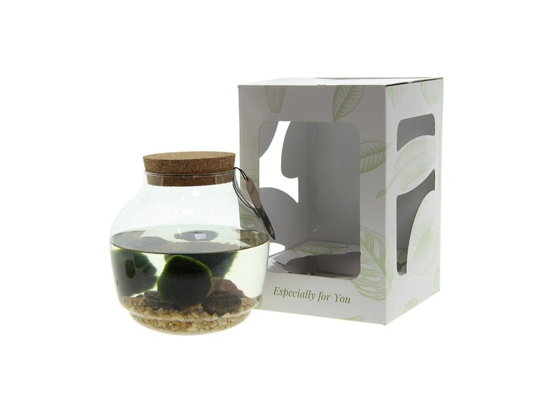 Marimo moss balls - bowl Marimo moss balls - bowl