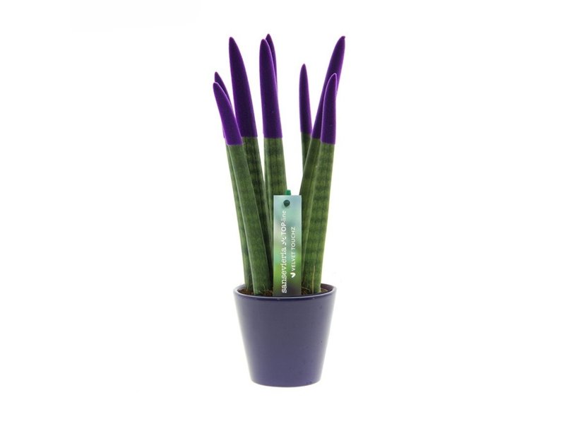 Sansevieria Topline® - Velvet Touchz® medium Sansevieria Topline® - Velvet Touchz® medium