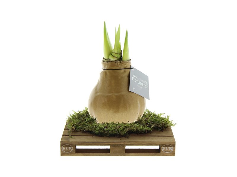 No Water Flowers® - Waxz® on pallet No Water Flowers® - Waxz® on pallet