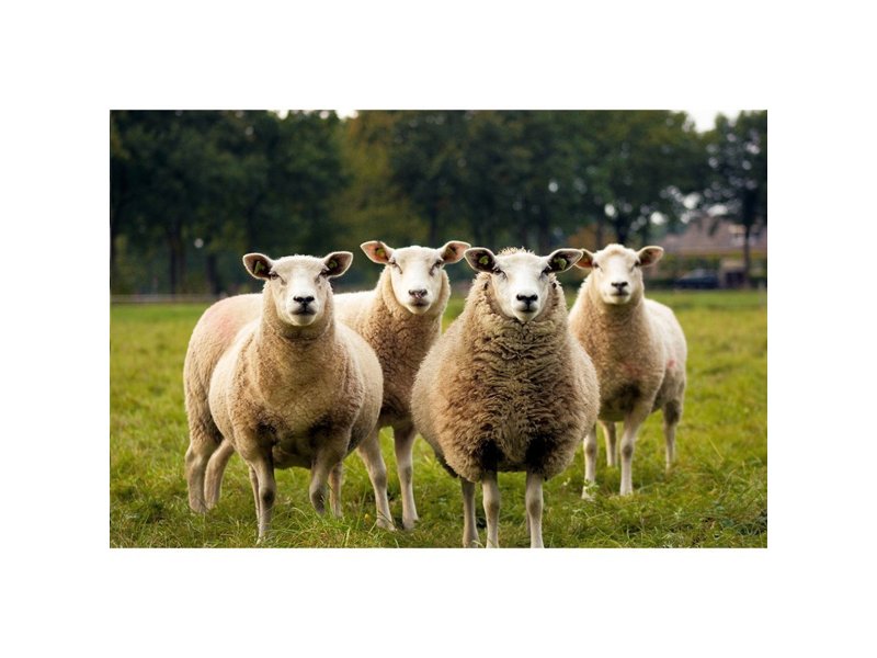 KYWIE Wine Cooler Camel Suede wijnkoeler