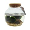 Marimo moss balls - bowl Marimo moss balls - bowl