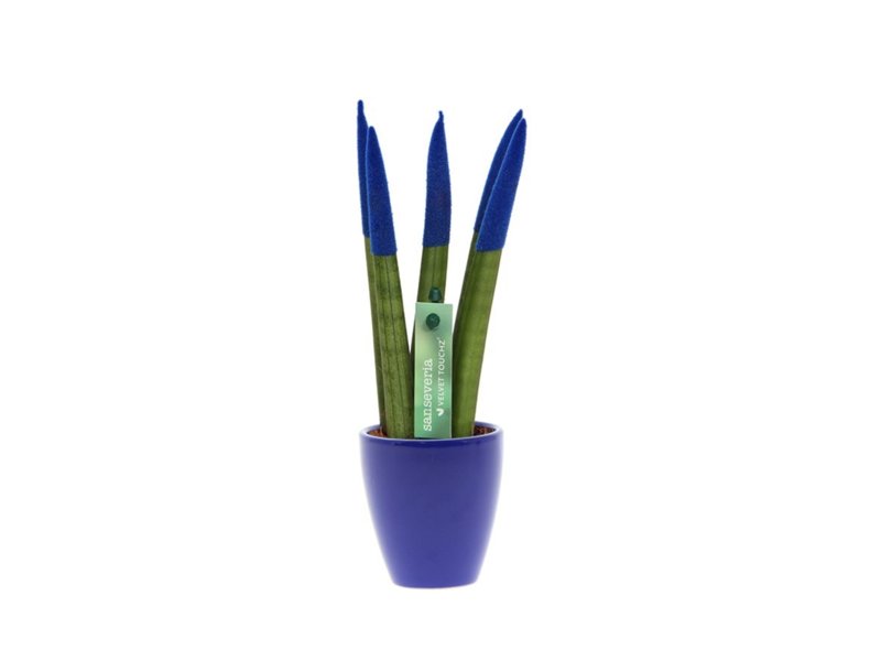 Sansevieria Topline® - Velvet Touchz® small Sansevieria Topline® - Velvet Touchz® small