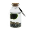 Marimo moss balls - bottle medium Marimo moss balls - bottle medium