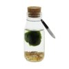 Marimo moss balls - bottle small Marimo moss balls - bottle small