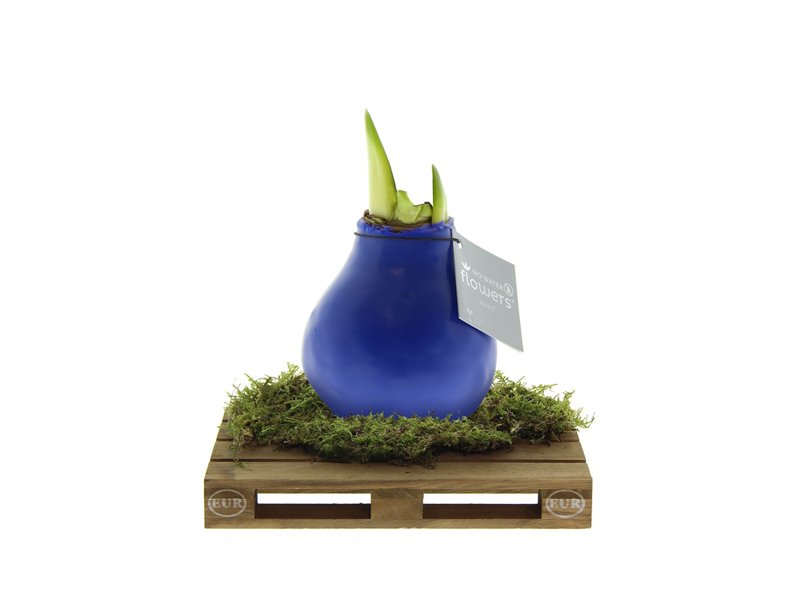 No Water Flowers® - Waxz® on pallet No Water Flowers® - Waxz® on pallet