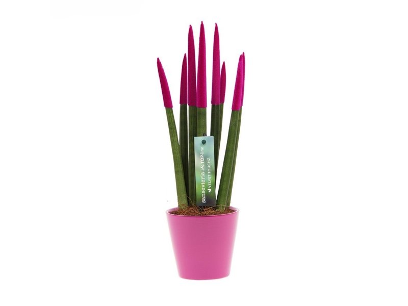 Sansevieria Topline® - Velvet Touchz® medium Sansevieria Topline® - Velvet Touchz® medium