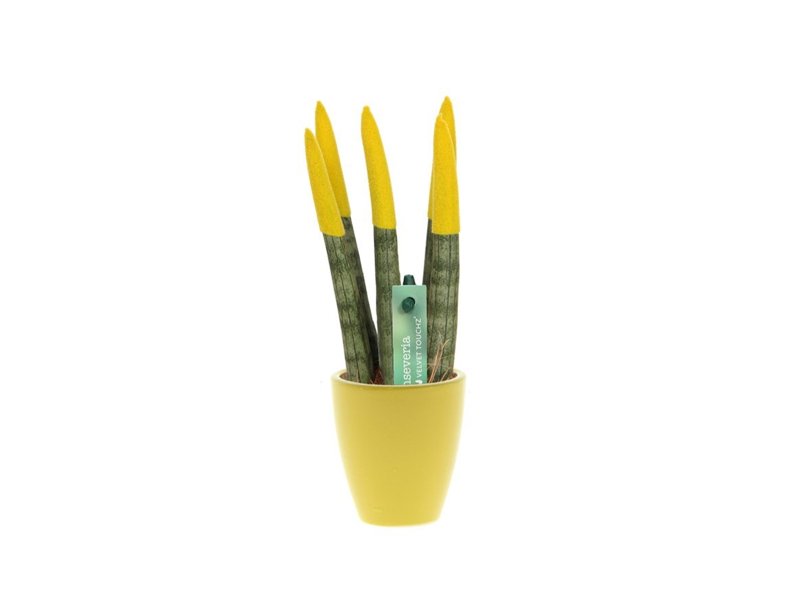 Sansevieria Topline® - Velvet Touchz® small Sansevieria Topline® - Velvet Touchz® small