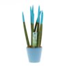 Sansevieria Topline® - Velvet Touchz® medium Sansevieria Topline® - Velvet Touchz® medium