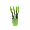 Sansevieria Topline® - Velvet Touchz® small Sansevieria Topline® - Velvet Touchz® small