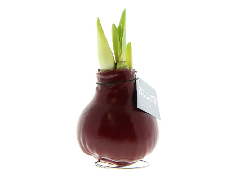 No Water Flowers® - Waxz® Colours No Water Flowers® - Waxz® Colours