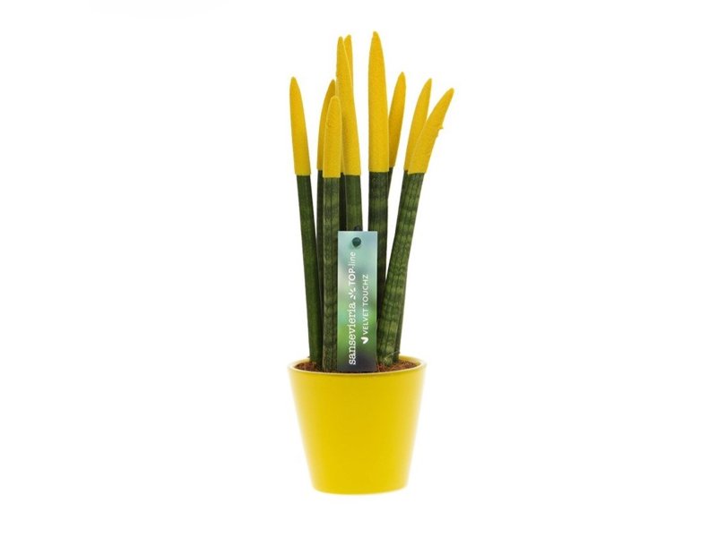 Sansevieria Topline® - Velvet Touchz® medium Sansevieria Topline® - Velvet Touchz® medium