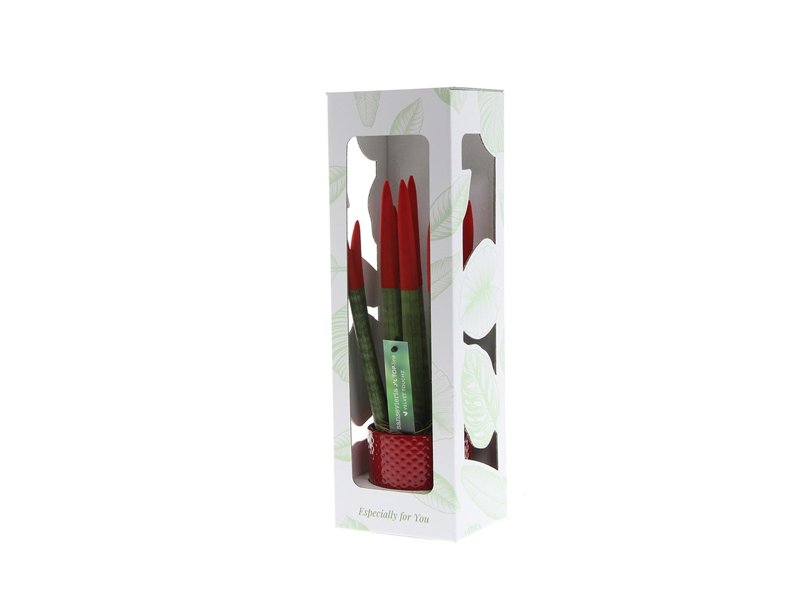 Sansevieria Topline® - Velvet Touchz® medium Sansevieria Topline® - Velvet Touchz® medium