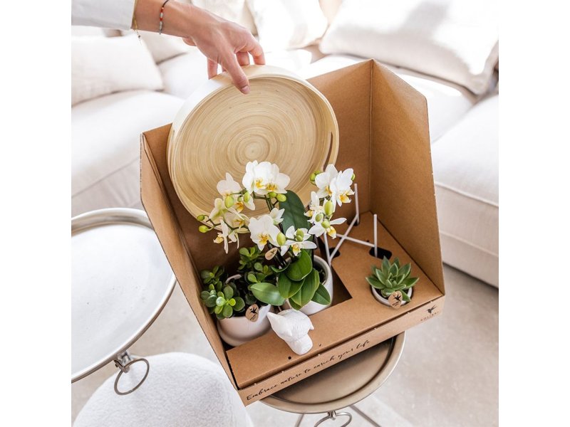 Botanical Giftset small - Wild Serenity Botanical Giftset small - Wild Serenity