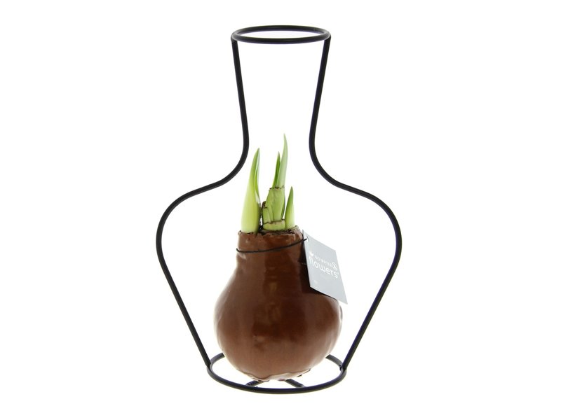 No Water Flowers® - Formz classic No Water Flowers® - Formz classic