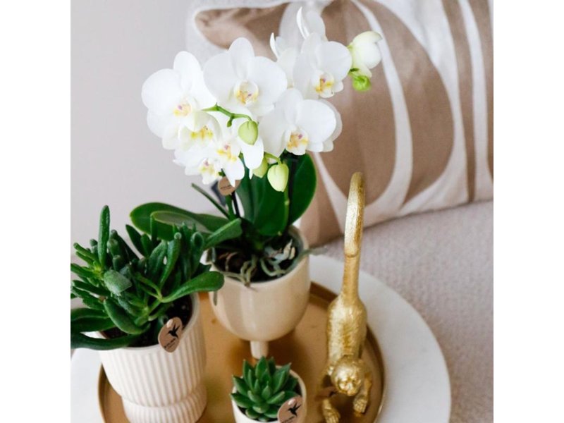 Botanical Giftset large - Travertine Charm Botanical Giftset large - Travertine Charm