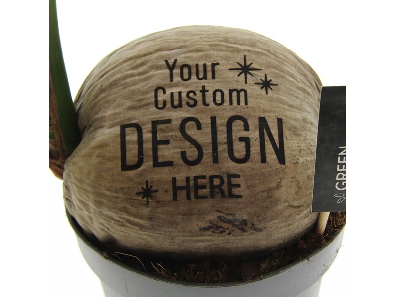 Ontdek de Pracht van GreenBrandingz Kokospalmen | Totziens Promotions Ontdek de Pracht van GreenBrandingz Kokospalmen | Totziens Promotions