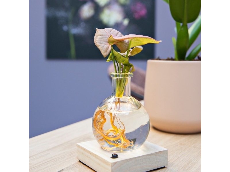 Hydroponie lichtplantje in giftbox Hydroponie lichtplantje in giftbox