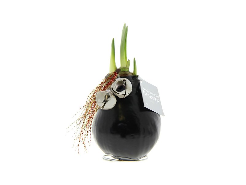 No Water Flowers® - Jingle Bellz No Water Flowers® - Jingle Bellz