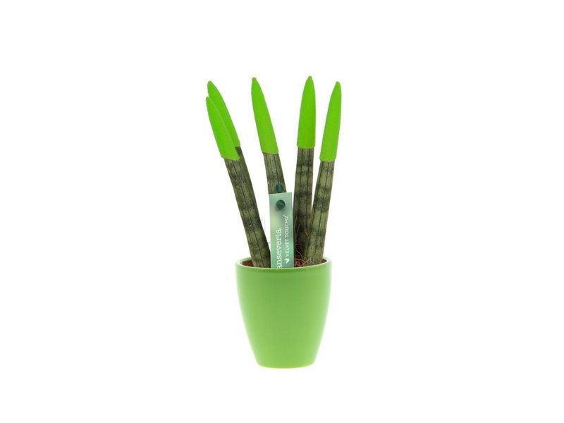 Sansevieria Topline® - Velvet Touchz® small Sansevieria Topline® - Velvet Touchz® small