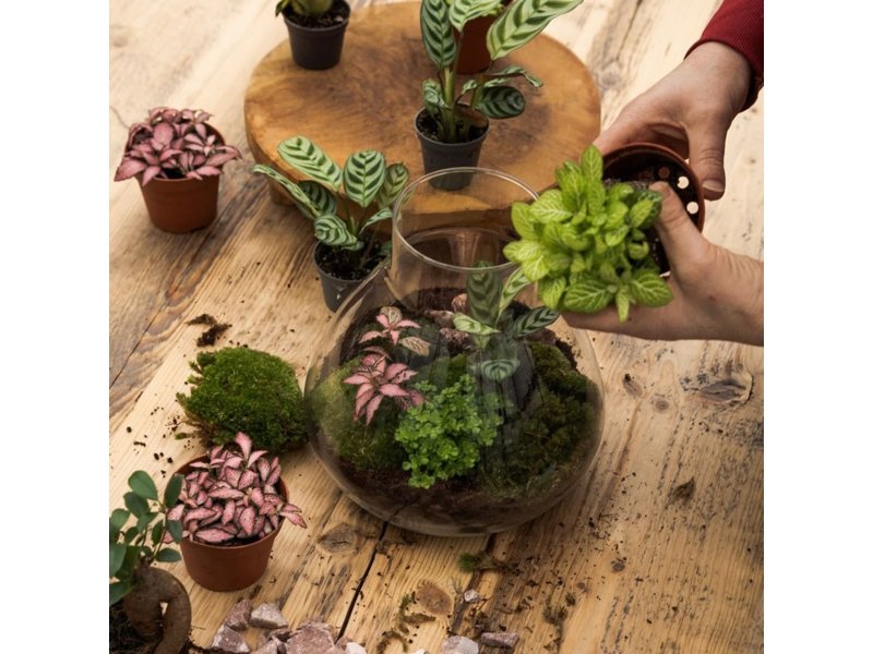 Wardians® ecosysteem - Erlenmeyer large Wardians® ecosysteem - Erlenmeyer large