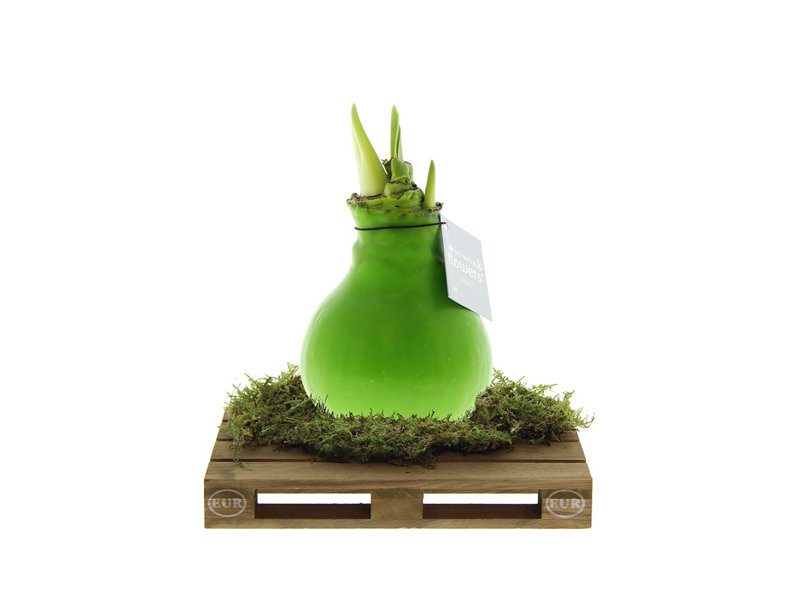 No Water Flowers® - Waxz® on pallet No Water Flowers® - Waxz® on pallet