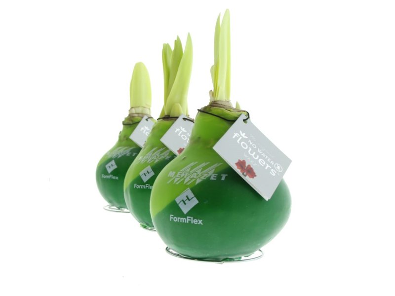 No Water Flowers® - Dipz angle No Water Flowers® - Dipz angle