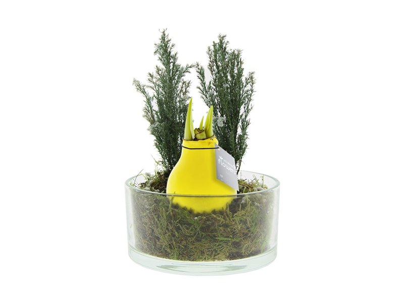 No Water Flowers® - Christmas glass elegance No Water Flowers® - Christmas glass elegance