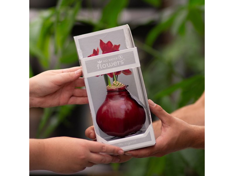 No Water Flowers® - Waxz® Colours No Water Flowers® - Waxz® Colours