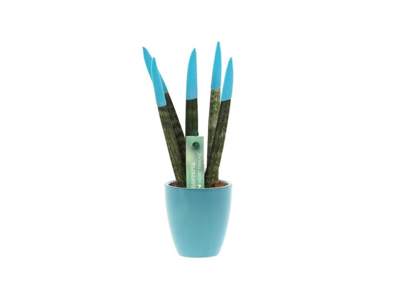 Sansevieria Topline® - Velvet Touchz® small Sansevieria Topline® - Velvet Touchz® small